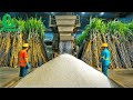 How Sugar Is Made Unbelievable Billion Tons Of Sugar Processing In Factory