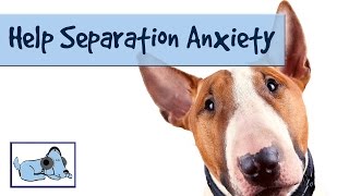 Separation Anxiety Music for Dogs and Puppies, Relax your Dog when Alone.