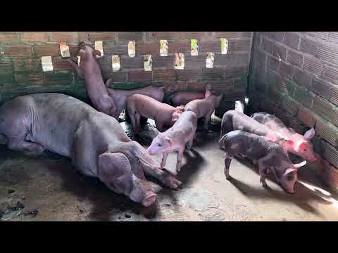 These piglets are bursting with joy as they tumble and roll together.