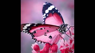 le Farfalle 🦋🎶 Buongiorno ☕