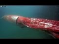 Four metre giant squid filmed cruising along in Japanese har