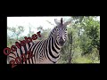 October 2022 With A Zebra A Crocodile A Giraffe And More XONGILE LOOKS BACK