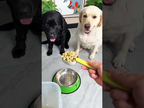 ¡La comida extraña del dueño y la queja del sirviente! 😆🦷 🍴🍽️😂