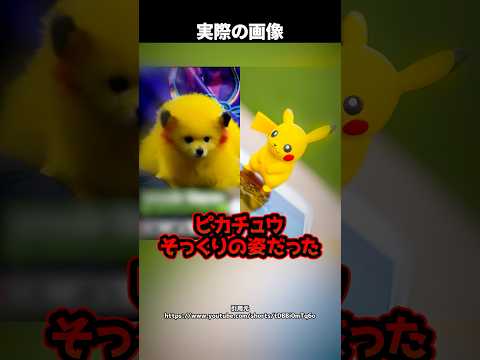 【動物虐待？】ピカチュウそっくりに染められた犬…飼い主の「謝るつもりはない」に非難殺到したワケとは！ #shorts