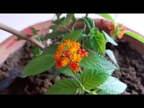 Care of Lantana Plant// How to Grow and Care Lantana - Summer Flower