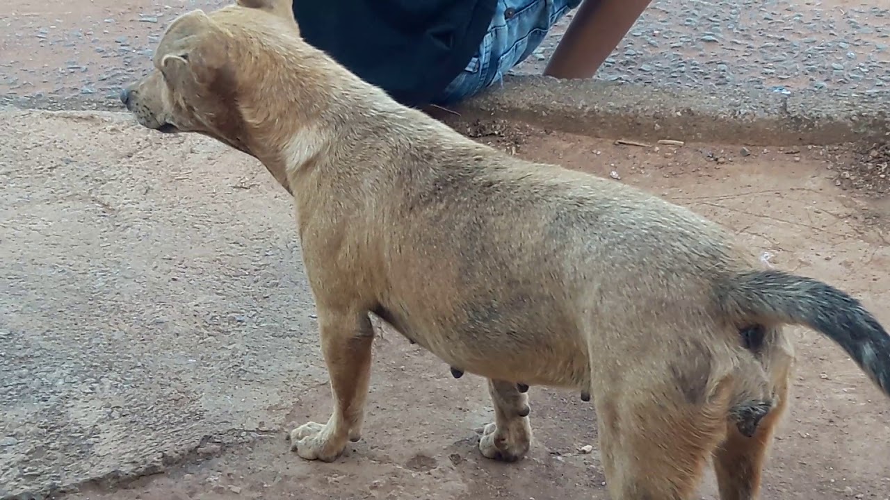 Watch Now cachorro chupando manga cachorro chupando manga