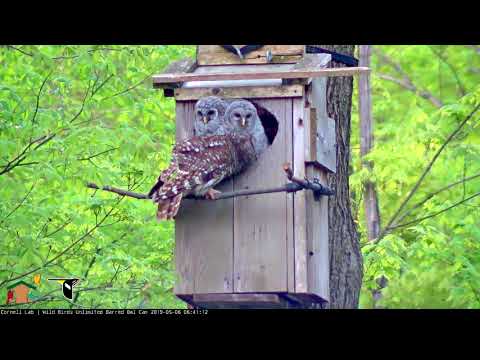 Monday Morning Preening Session For Owlets | WBU Barred Owl Cam – May 6, 2019