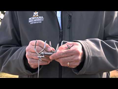 Setting a DK1 Gopher Trap