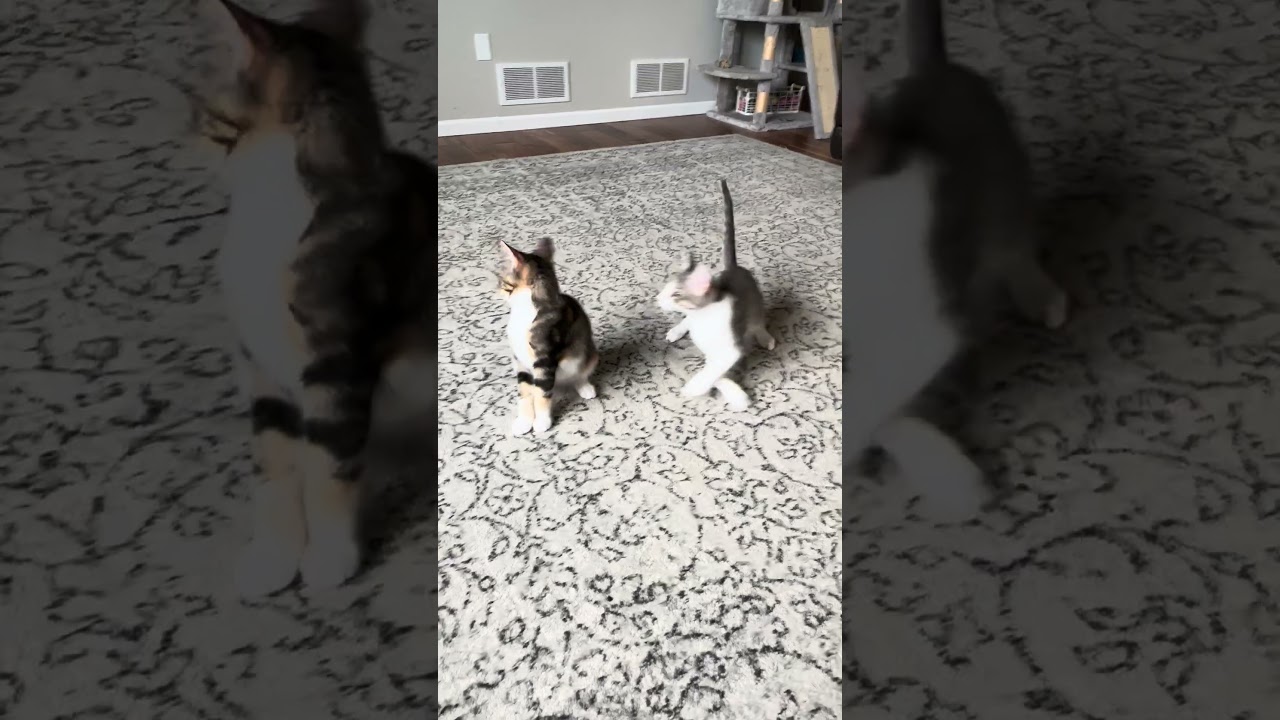 Enlarge TRIXIE & BENSON, a Adoptable mixed breed in Dane, WI video 2/6