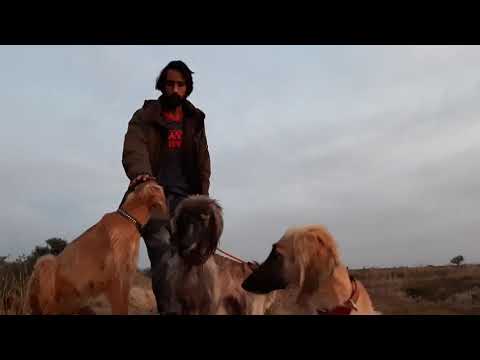 Potohar Rangers on Patrol