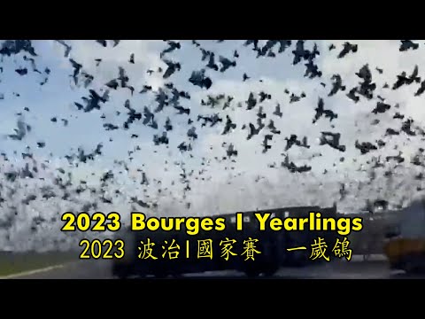 2023波治I國家賽一歲鴿 全國冠軍-傑克&福雷迪.范希兄弟，2023 National  Bourges I Yearlings－Vandenheede Jacques & Freddy