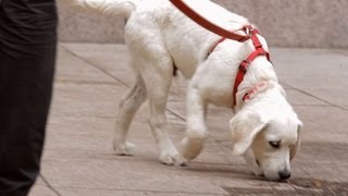 How to Leash Train Your Puppy | Puppy Care