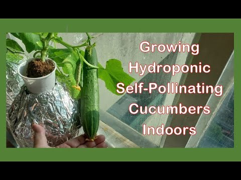 Part 2 - Indoor Self-Pollinating Cucumbers