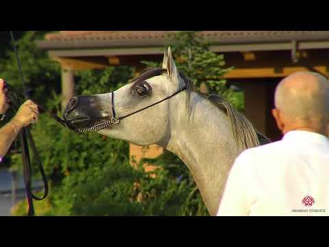 N.37 ARHES - Milan 2020 Arabian Horse Show - Colts 2 Years Old (Class 5)
