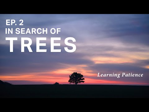 In Search of Trees Ep. 02 // Large Format Photography