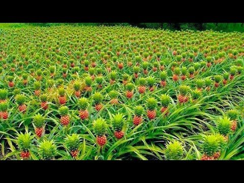 download lagu mp3 mp4 Pineapple Season Australia, download lagu Pineapple Season Australia gratis, unduh video klip Pineapple Season Australia