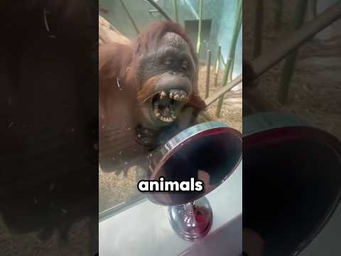 Orangutan Sees Himself for the First Time! (@pointingorangutan)