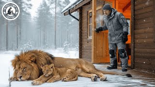 Animal Rescue: He Saved a Frozen Lion Mother and Her Cubs #105