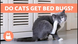 BED BUGS in CATS 🐱🪳 (Bites, Symptoms and Treatment)