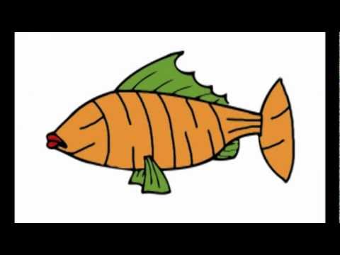 SHIMES - Vita da Salmoni