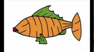 SHIMES - Vita da Salmoni