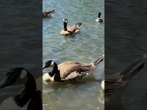 EL LAGO DE LOS GANSOS