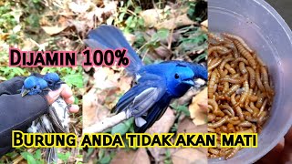 Download lagu Cara Merawat Burung Kehicap Ranting Yang Baru Dapat Pikatan Biar Mau Makan Ulat mp3 Download lagu Cara Merawat Burung Kehicap Ranting Yang Baru Dapat Pikatan Biar Mau Makan Ulat mp3