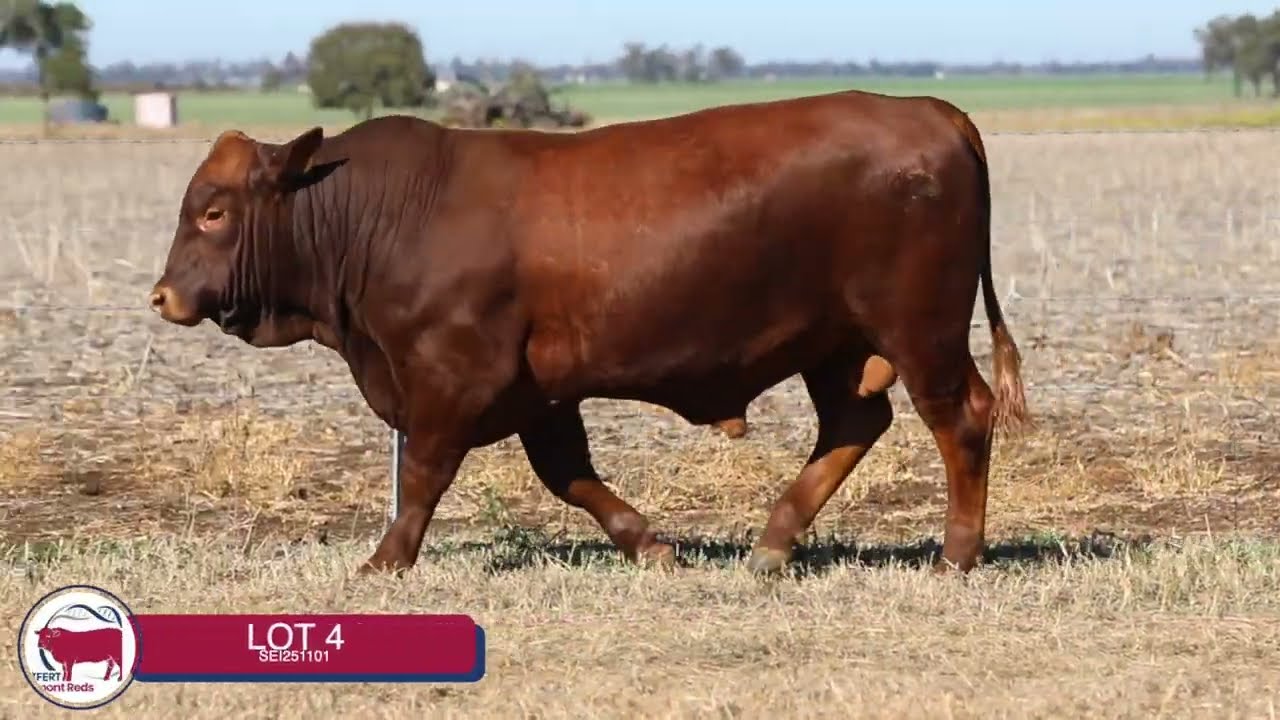 Lot 4