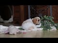 Cavapoo dogs for sale: Piper - Video 1