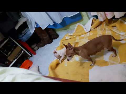 Latika a.k.a. "La kiky" VS mi nieta Daria a.k.a. "La Chueca"