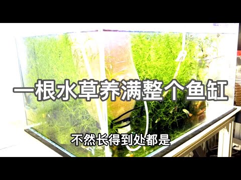 竹節草水草