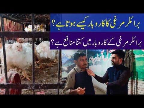Broiler Chicken Business Start Karne ka Tarika | Profit of Murghi ka Gosht Business in Pakistan