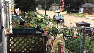 Hummingbird part 2/3