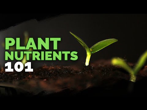 Plant Nutrition 101: All Key Nutrients Explained