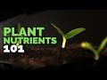 Plant Nutrition 101: All Plant Nutrients and Deficiencies Explained