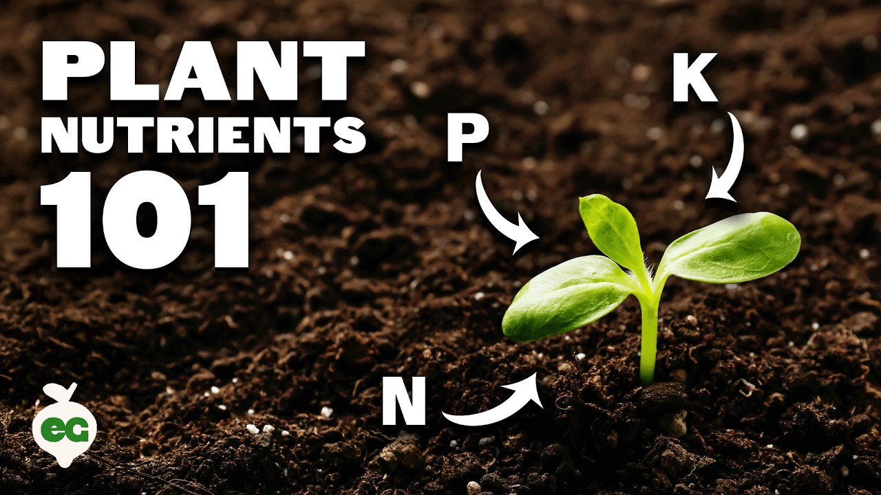 Plant Nutrition 101: All Plant Nutrients and Deficiencies Explained