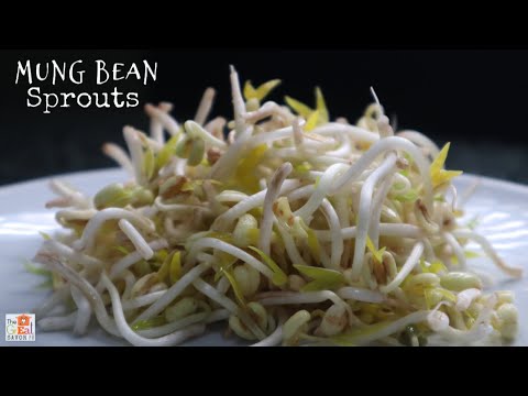 PAANO GUMAWA NG TOGUE | How To Grow Mung Bean Sprouts