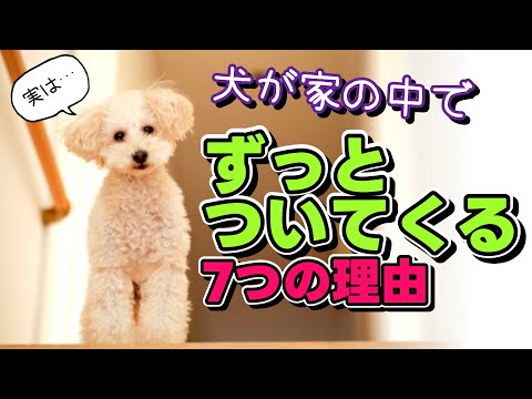 犬を屋外で飼う場合の注意点は?
