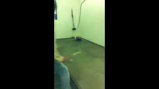 never corner a muskrat