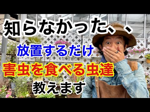 庭の幼虫を駆除するにはどうすればよいですか？何が彼らを惹きつけるのでしょうか？  庭園