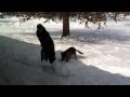 German Shepherd Teaches Teenager To Shovel