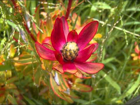 Widespread Panic - Geraldine & the Honey Bee.wmv