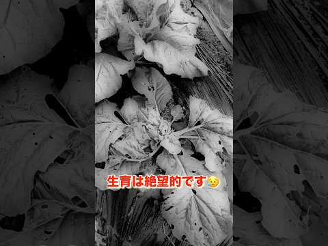 キョウチクトウに最適なマルチは何ですか?成長に最適なヒント  庭園