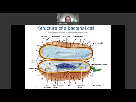 Microbiology -Chapter 4 Part ONE