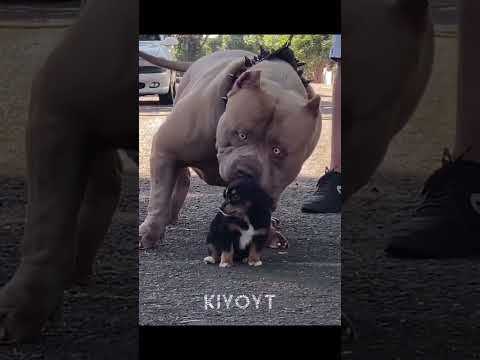 Animal Death Stares 2 💀