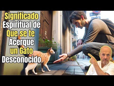 💝¿QUE SIGNIFICA QUE UN GATO DESCONOCIDO SE TE ACERQUE ESPIRITUALMENTE?💝