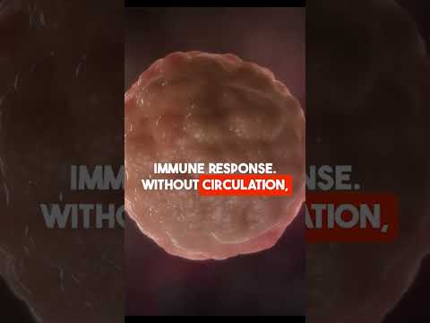 Circulatory System Explained | Blood Flow & Heart Function