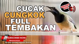 Download lagu 🔴Full Tembakan Cucak Cungkok Gacor Masteran Juwara 2023 ❗️ mp3