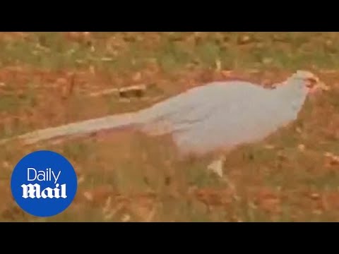 Extremely rare ghostly albino pheasant is seen in Devon