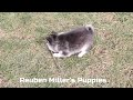 Pomsky dogs for sale: Tucker - Video 1
